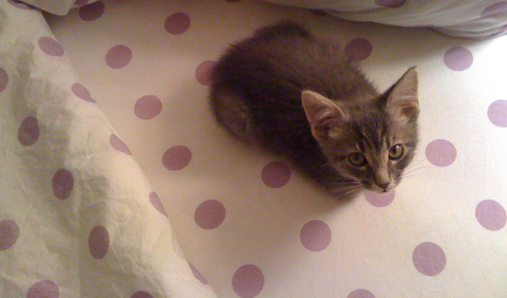 Links Cats and Friends, LLC Pet Sitting in Metuchen NJ